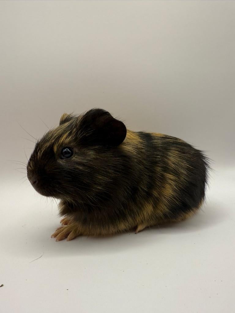 Te koop 3 super leuke gecastreerde cavia beertjes mannetjes, Dieren en Toebehoren, Januari, Mannelijk, Cavia
