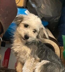 AIN: Misty, Handelaar, 1 tot 2 jaar, Buitenland, Teef
