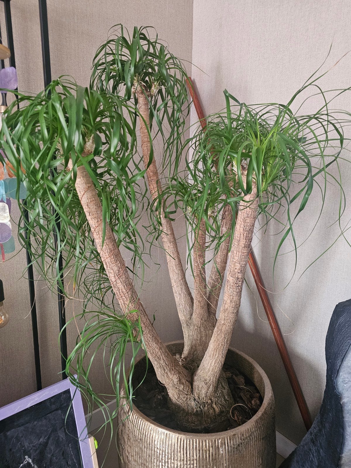 Grote olifantenpoot (Beaucarnea recurvata) - kamerplant, Tuin en Terras, Planten | Tuinplanten, Overige soorten, Volle zon, Vaste plant