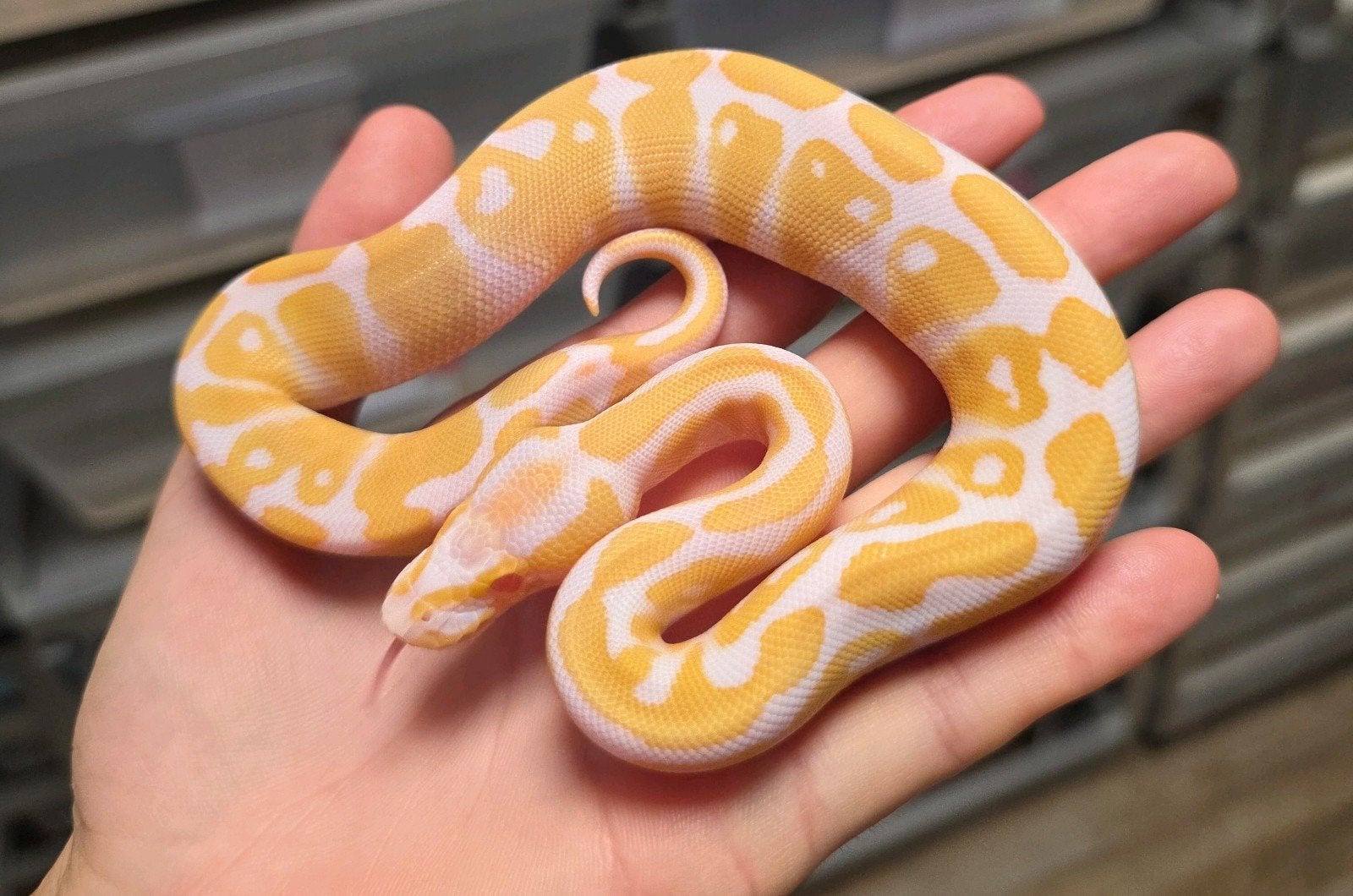 Albino/Candino 100%Clown️ Ball Python photo 3