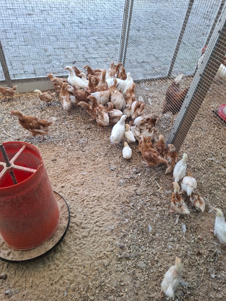 Kuikens van het ras isa brown, Dieren en Toebehoren, Meerdere dieren, Kip