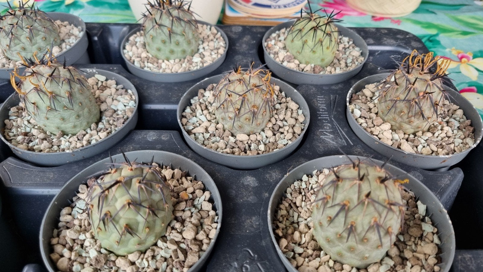 TEPHROCACTUS GEOMETICUS BOLLEN PLANTEN MOOIE CACTUSSEN, Ophalen of Verzenden, Halfschaduw, Minder dan 100 cm