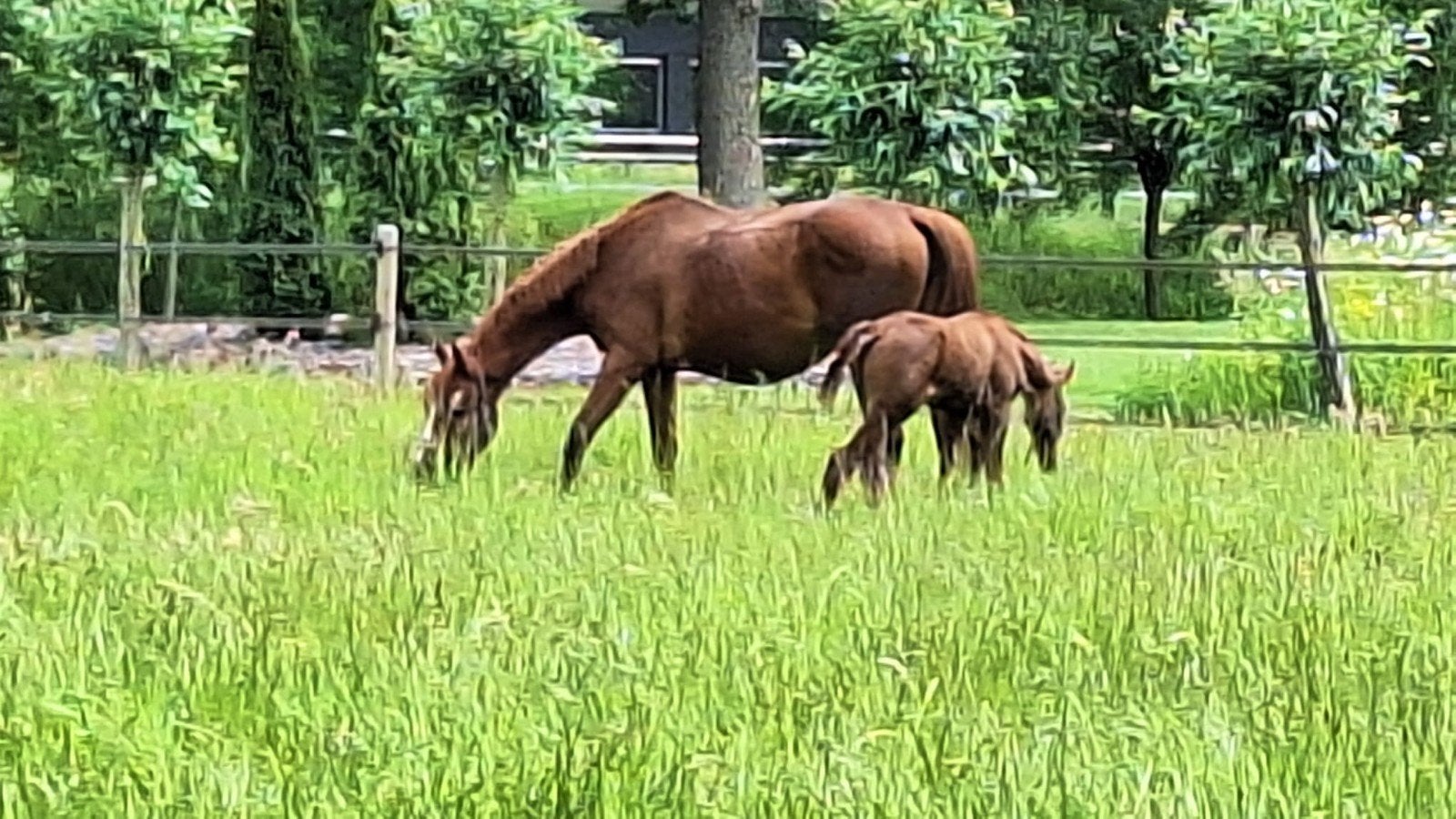 NRPS merrie met hengstveulen ( beide voskleur), Dieren en Toebehoren, Paarden en Pony's | Dekhengsten en Fokmerries, Merrie