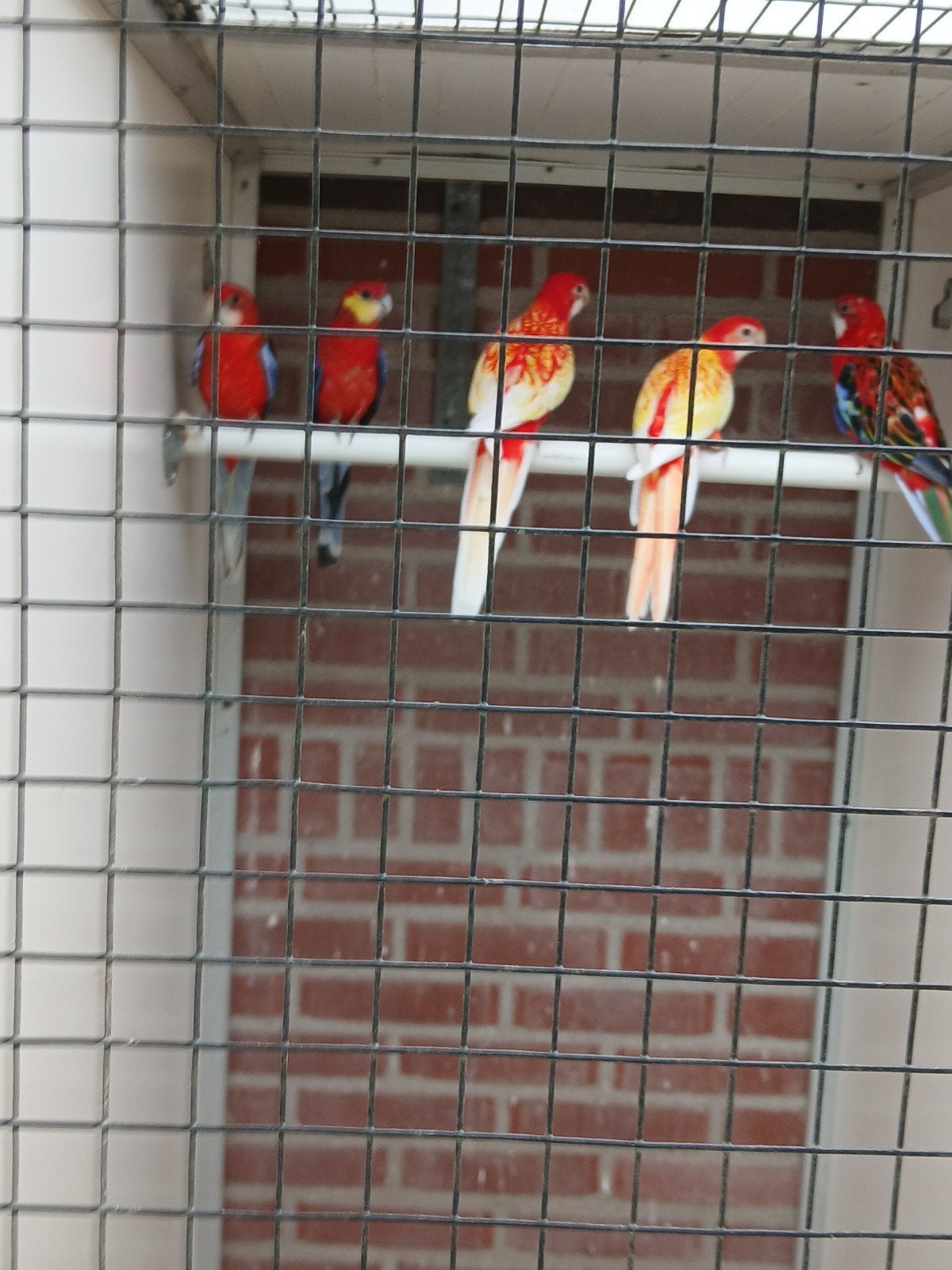 Medere parkieten te koop rosella konings derbyn en meer, Dieren en Toebehoren, Vogels | Parkieten en Papegaaien, Meerdere dieren