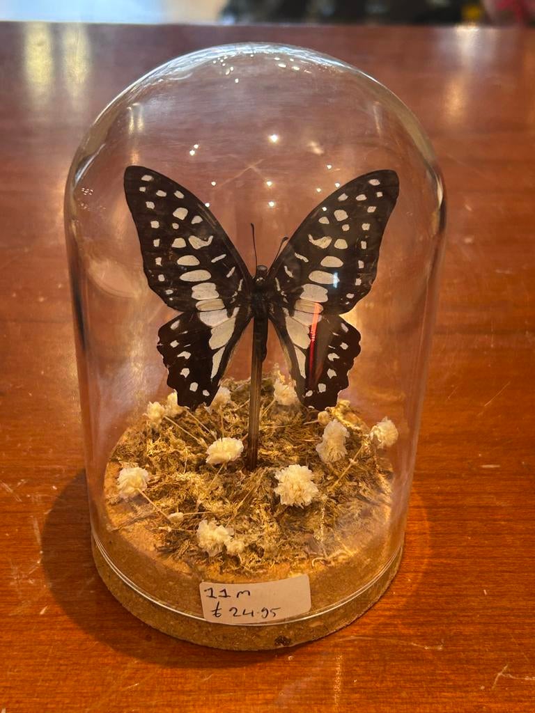 Vlinder in stolp, Huis en Inrichting, Woonaccessoires | Stolpen, Ophalen of Verzenden, Zo goed als nieuw, X, X