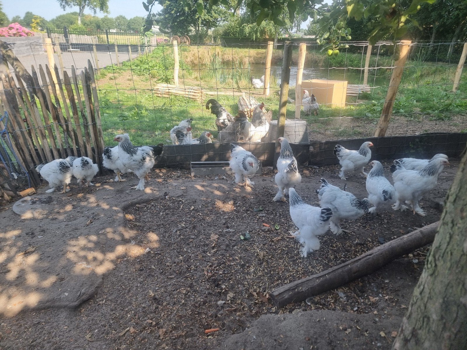Jonge Brahma hanen, Dieren en Toebehoren, Mannelijk, Kip