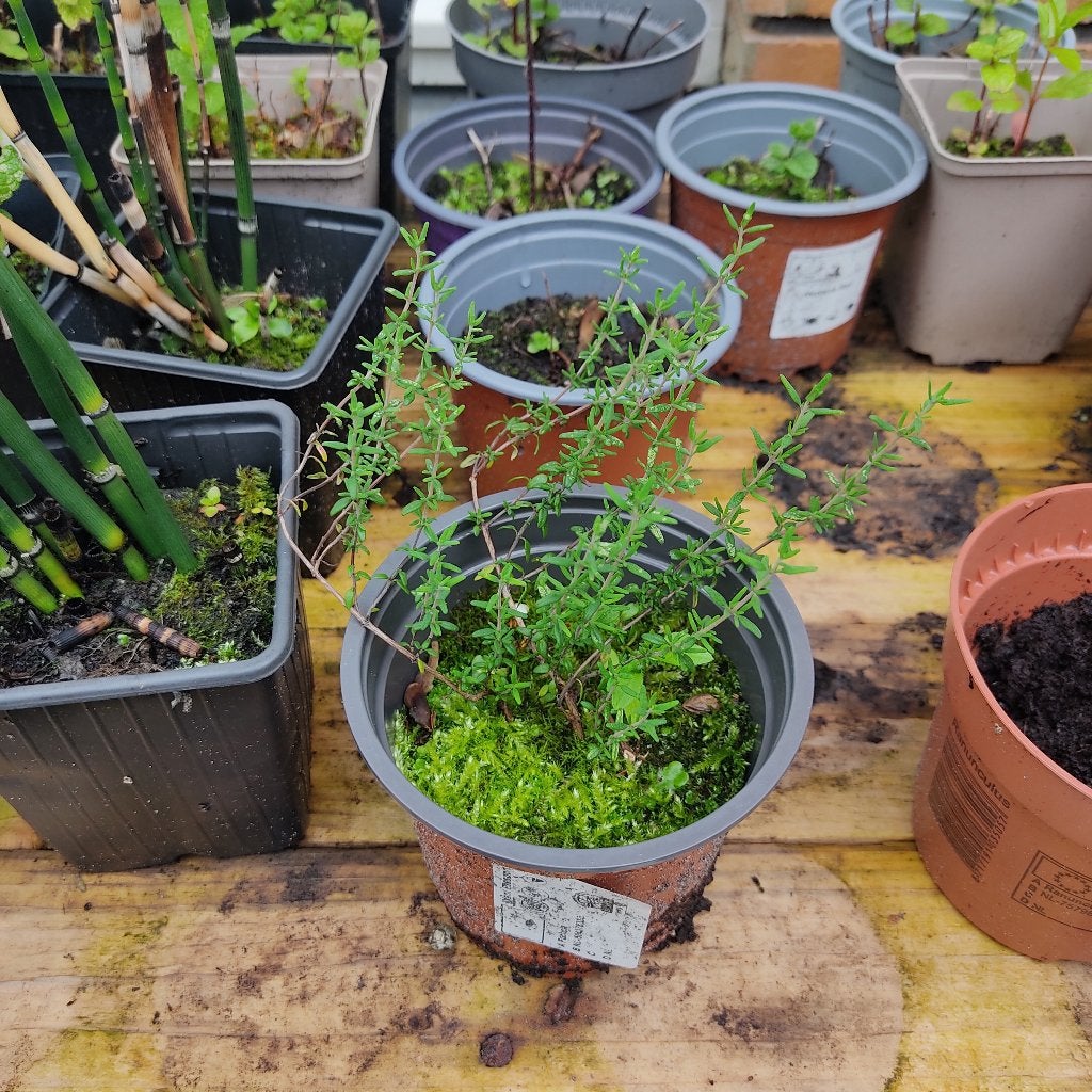 Diverse kruiden planten, Ophalen, Eenjarig, Groenteplanten, Volle zon