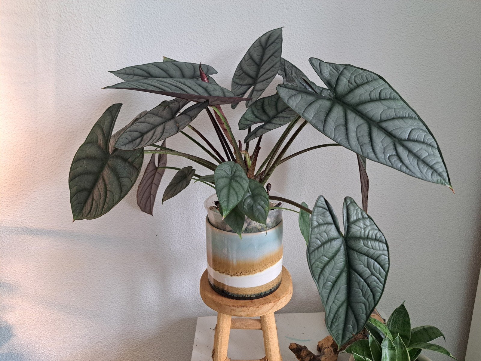 Plant Alocasia Bisma, Ophalen, Overige soorten, Minder dan 100 cm, Volle zon