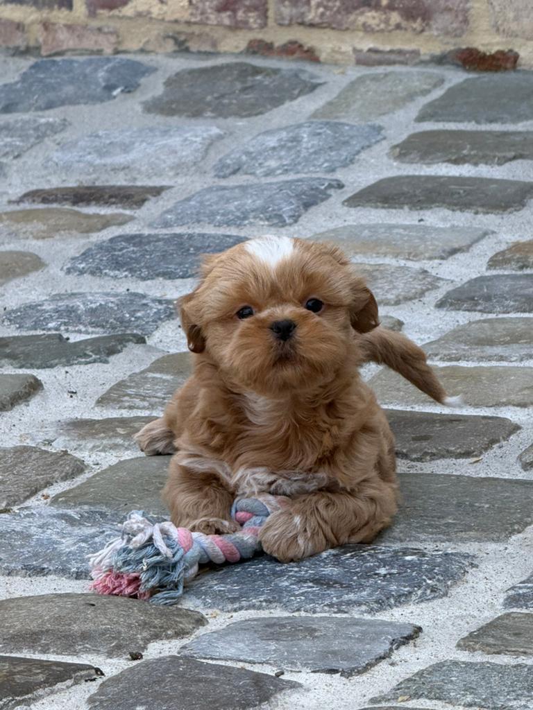 Lhasa apso pups, Parvo, België, Overige rassen, 8 tot 15 weken