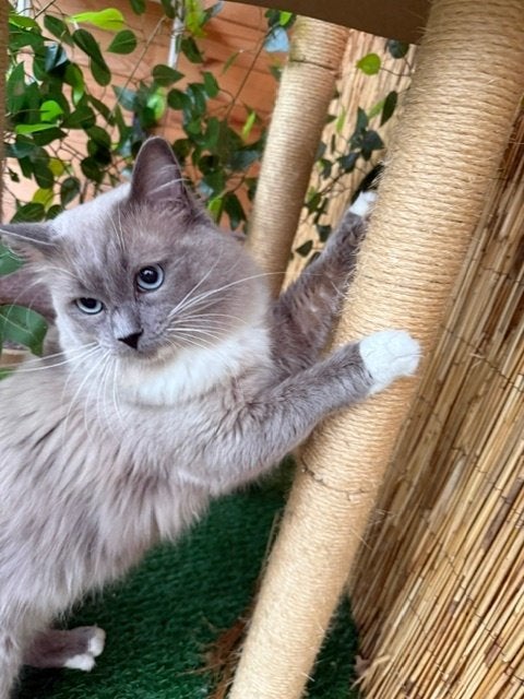 Dekkater Ragdoll Blue Mink Mitted TE KOOP met stamboom, 0 tot 2 jaar