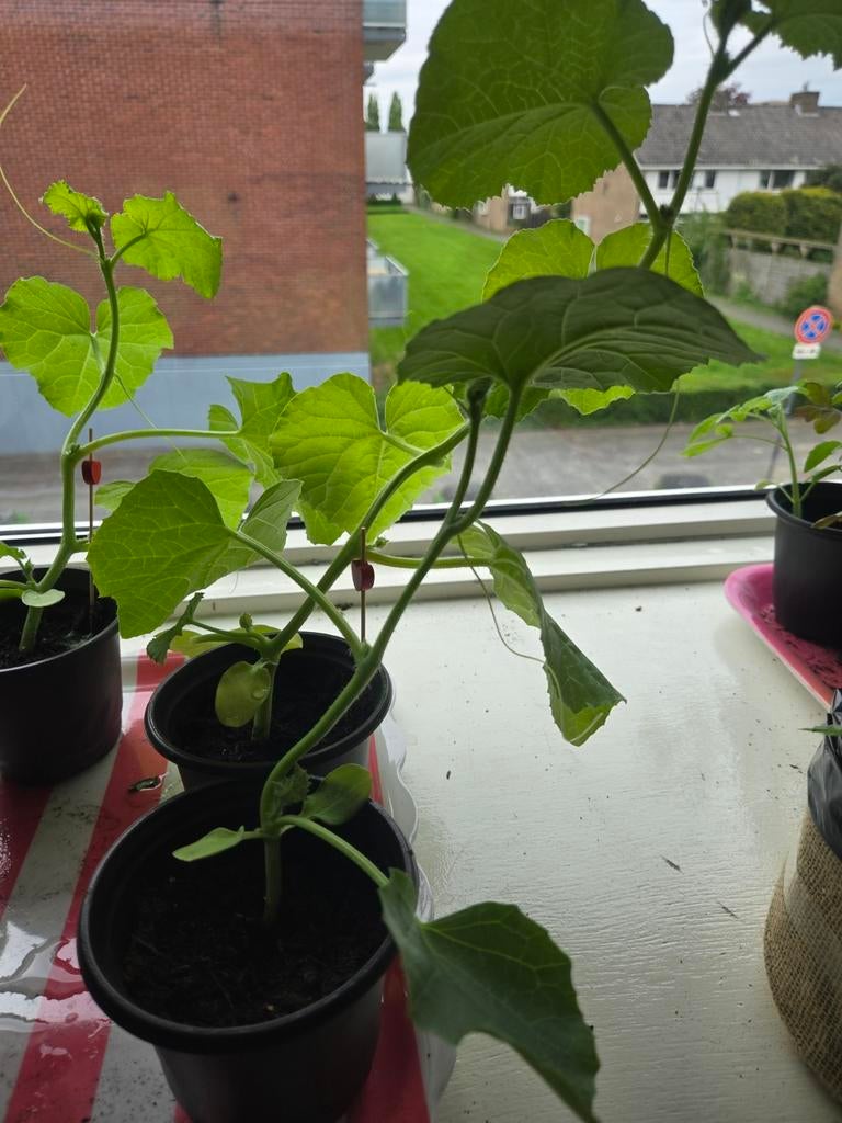 Stekje meloen stekje, Ophalen of Verzenden, Minder dan 100 cm, Overige soorten, Zomer