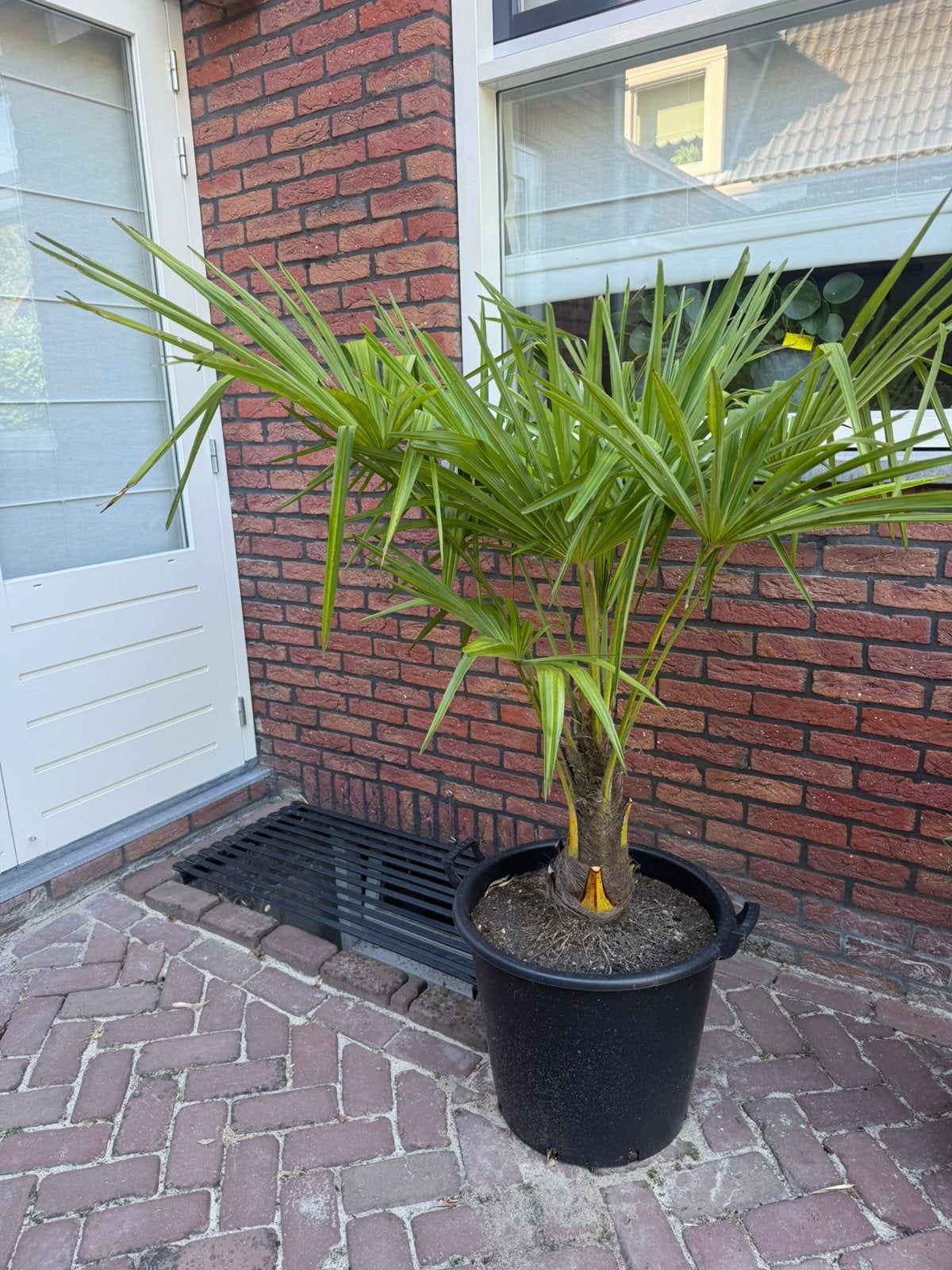 Chinese waaierpalm met pot totaal 150 cm, Ophalen, Volle zon, Overige soorten, 100 tot 250 cm