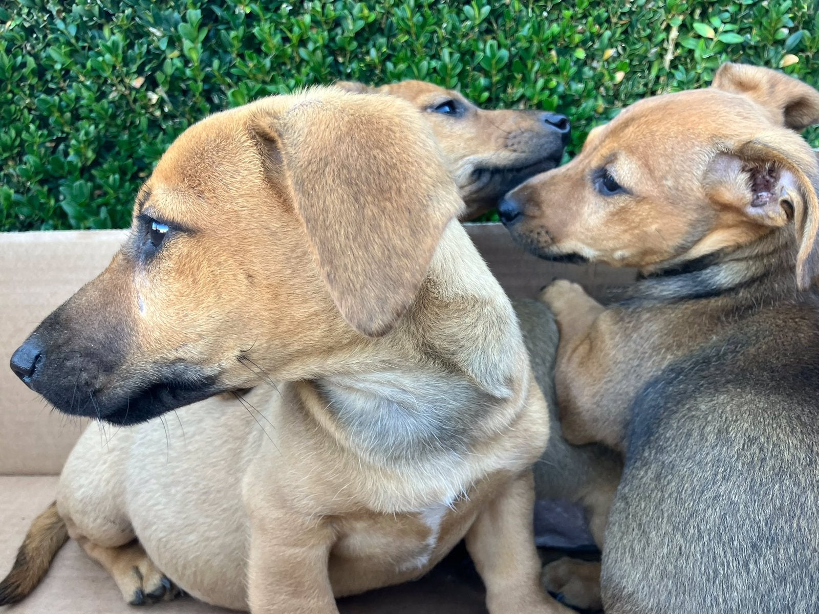Mooie jack russell pups, Jack Russell Terriër, 8 tot 15 weken, Meerdere, Meerdere dieren