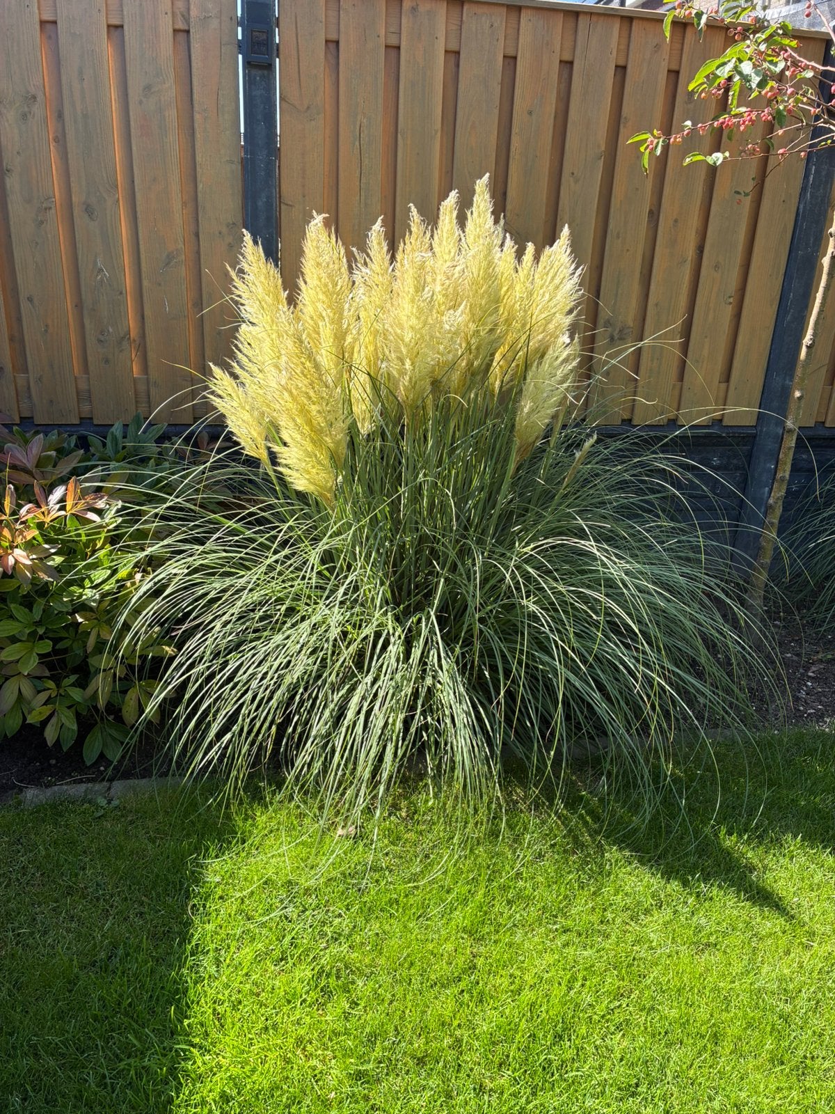Pampas pluimen pampasgras decoratie pluimen, Ophalen, Nieuw