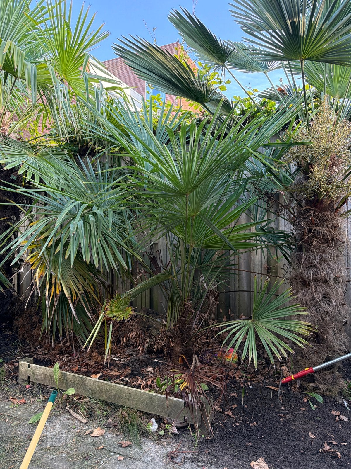 Trachycarpus Fortunei x Wagnerianus Palmboom, Overige soorten, Volle zon, Vaste plant, Ophalen of Verzenden