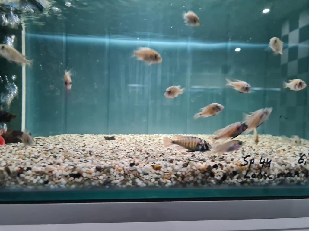 Haplochromis Sp. 44, Victoria Cichliden, Dieren en Toebehoren, Vis, Zoetwatervis
