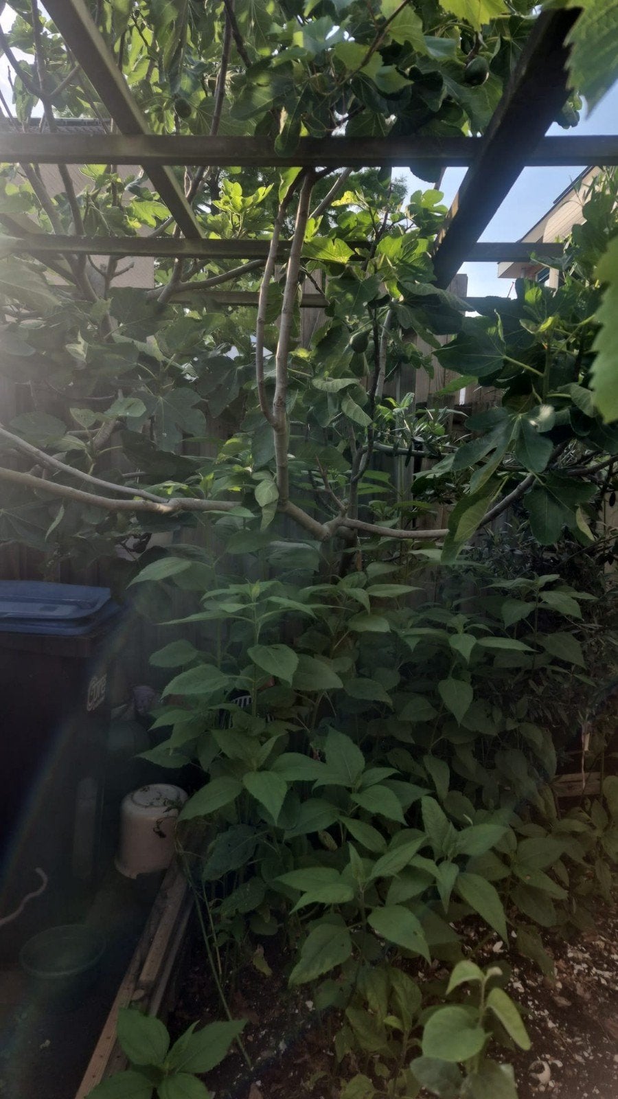 vijgen boom, Ophalen, Minder dan 100 cm, Vijgenboom