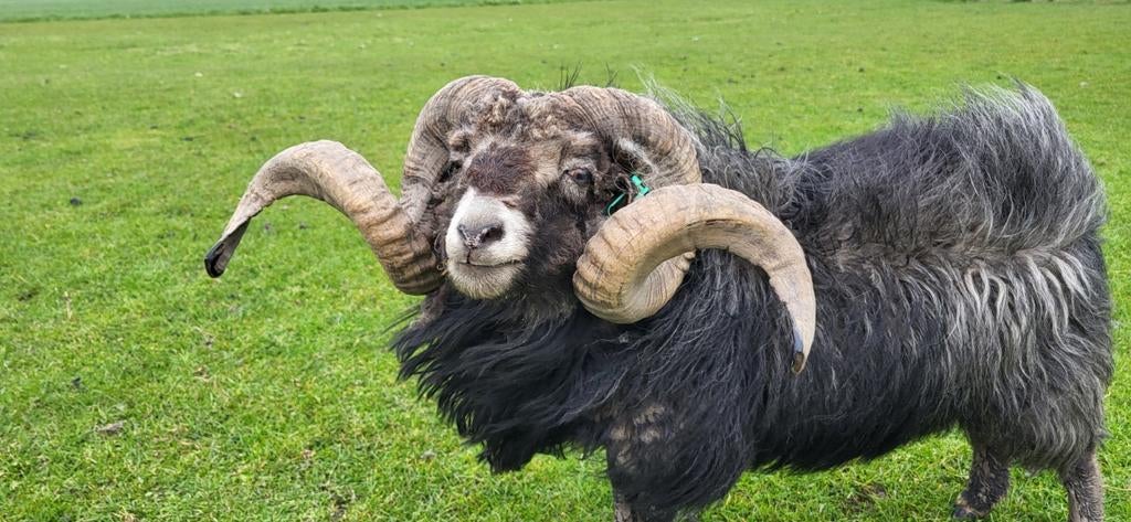 Een tiental overjarige Ouessant rammen.Verkocht., Dieren en Toebehoren, Mannelijk, Schaap