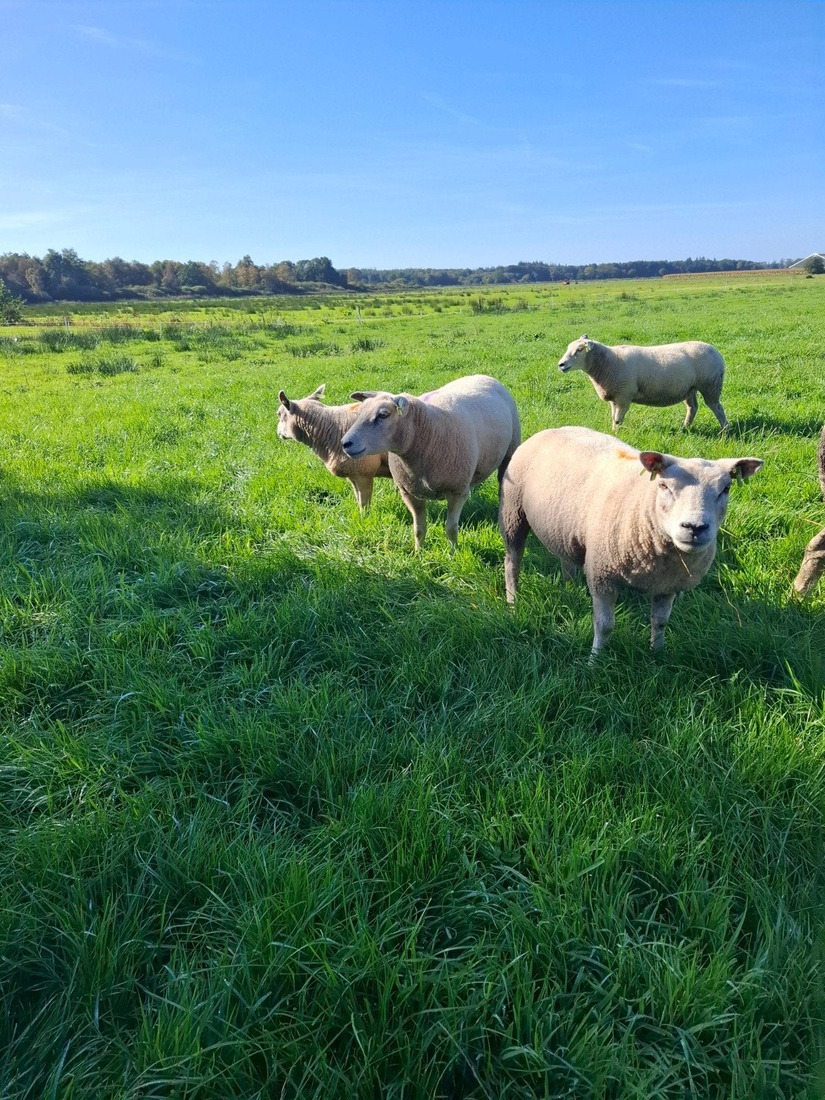 4 ooien 2025 swifter x texelaar, Dieren en Toebehoren, Vrouwelijk, Schaap, 0 tot 2 jaar