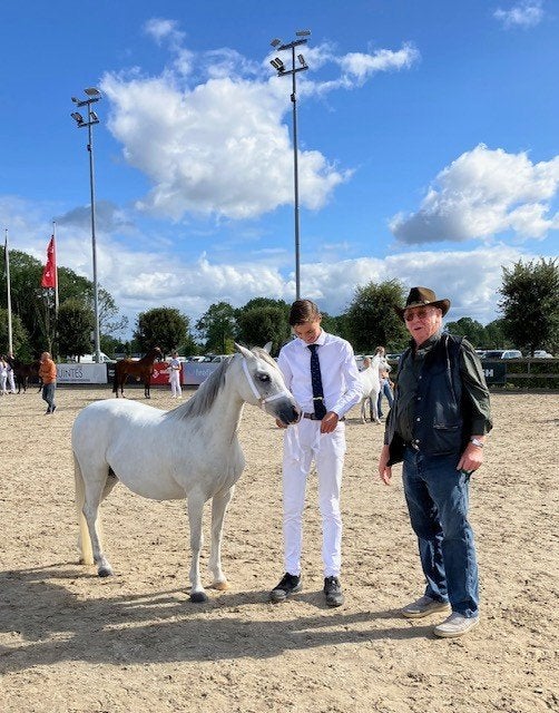 Welsh A merrie, Merrie, A pony (tot 1.17m), Met stamboom, 11 jaar of ouder