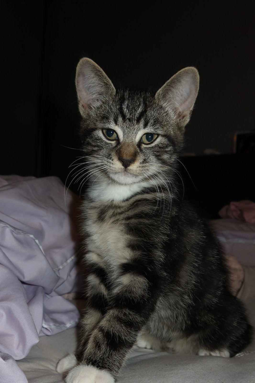 Lieve kittens te koop, Meerdere dieren