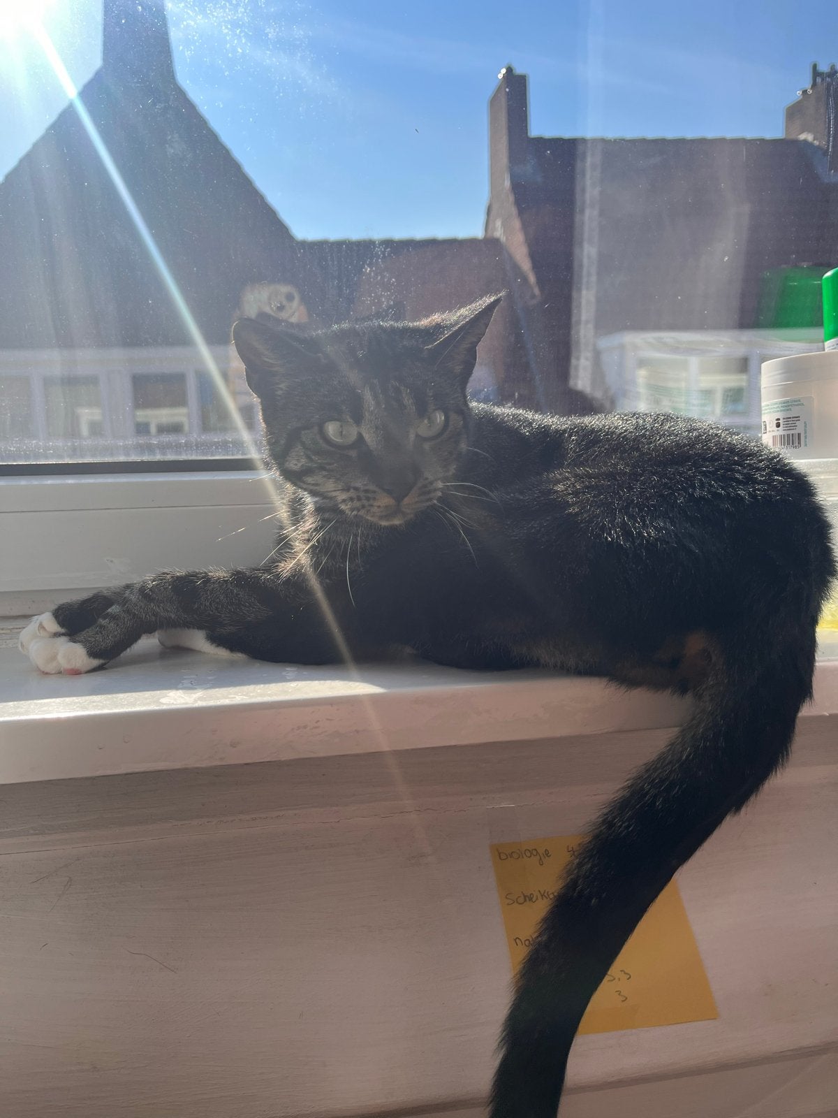Oppasser voor kat gezocht, Ophalen