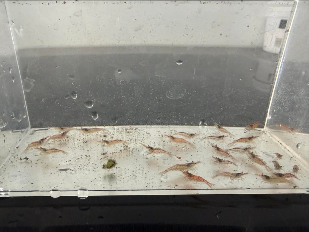 Garnaaltjes ruim 20 stuks, Dieren en Toebehoren, Kreeft, Krab of Garnaal, Zoetwatervis