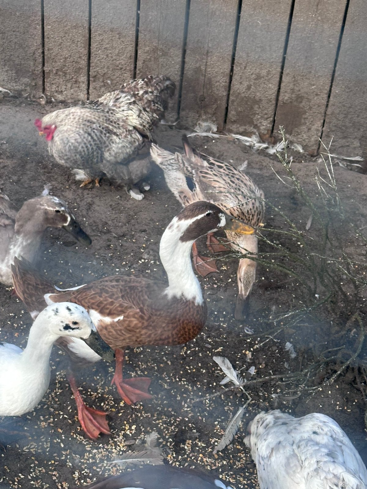 2 koppels cochin kriel kleur; blauw / koekkoek, Meerdere dieren, Kip