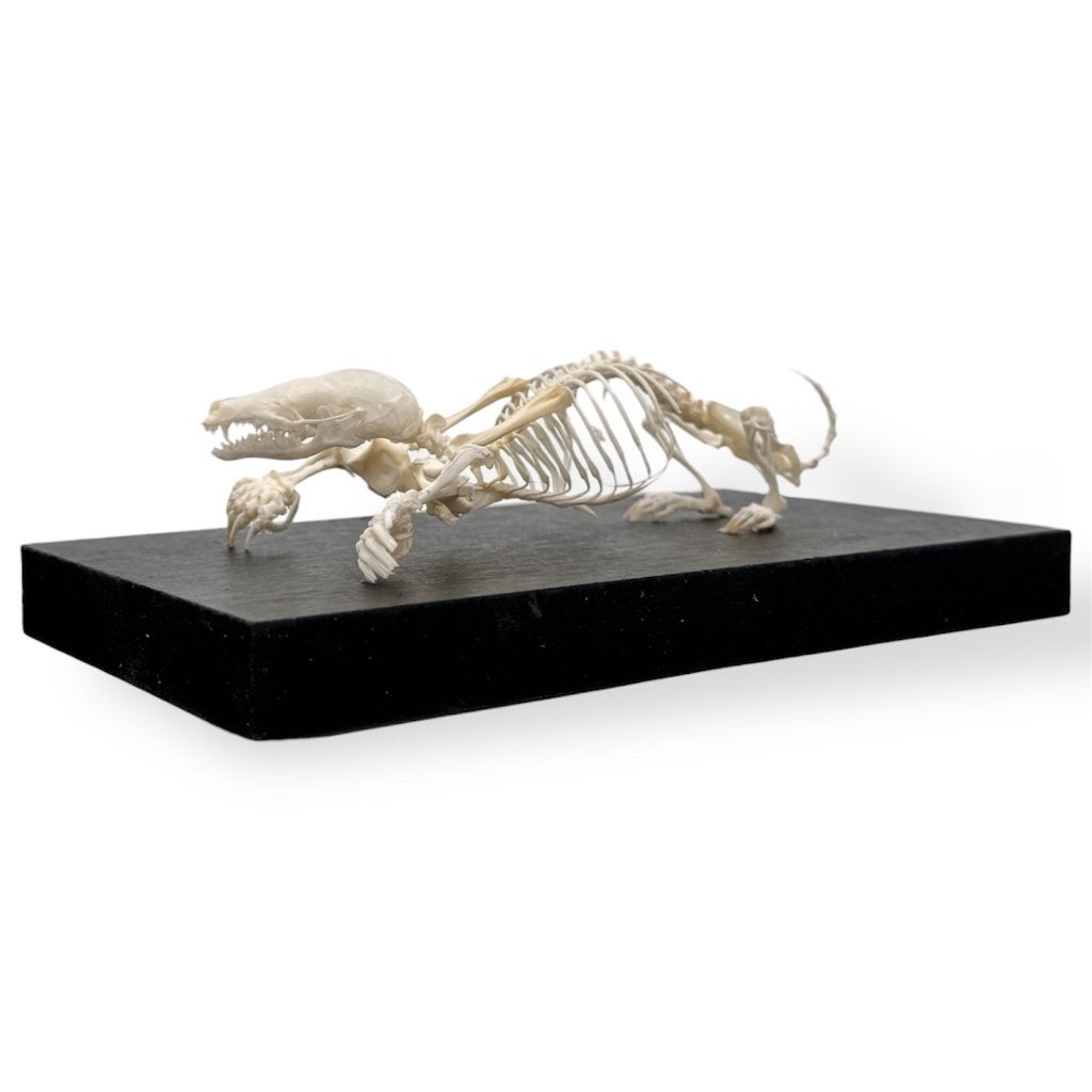 Mol skelet, Verzamelen, Dierenverzamelingen, Ophalen of Verzenden, Nieuw, Overige soorten, Overige typen