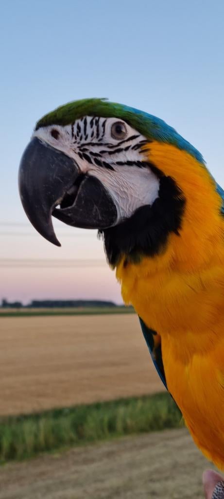 Groenvleugel ara papegaai man en bg pop, Dieren en Toebehoren, Vogels | Parkieten en Papegaaien, Papegaai, Mannelijk
