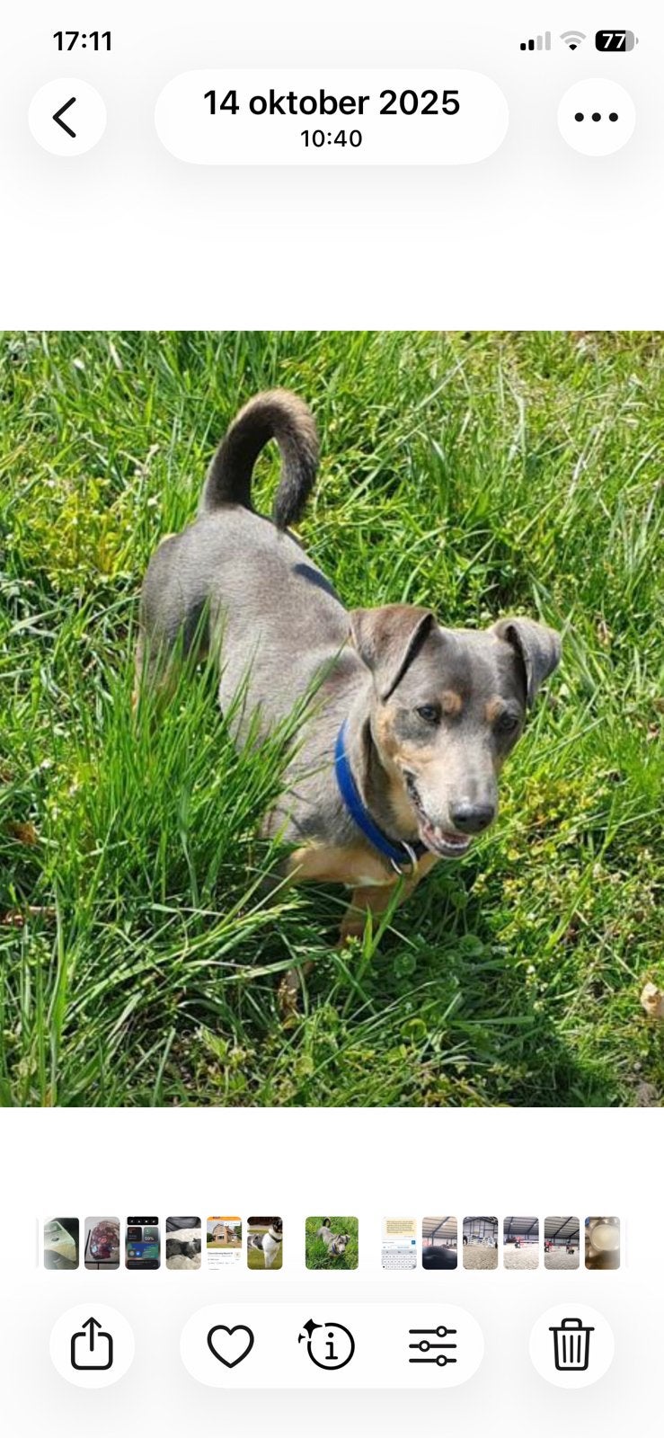 Jack Russel pups, Parvo, Jack Russell Terriër, 8 tot 15 weken, Meerdere