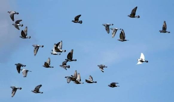 Postduiven, Dieren en Toebehoren, Vogels | Duiven, Meerdere dieren, Postduif