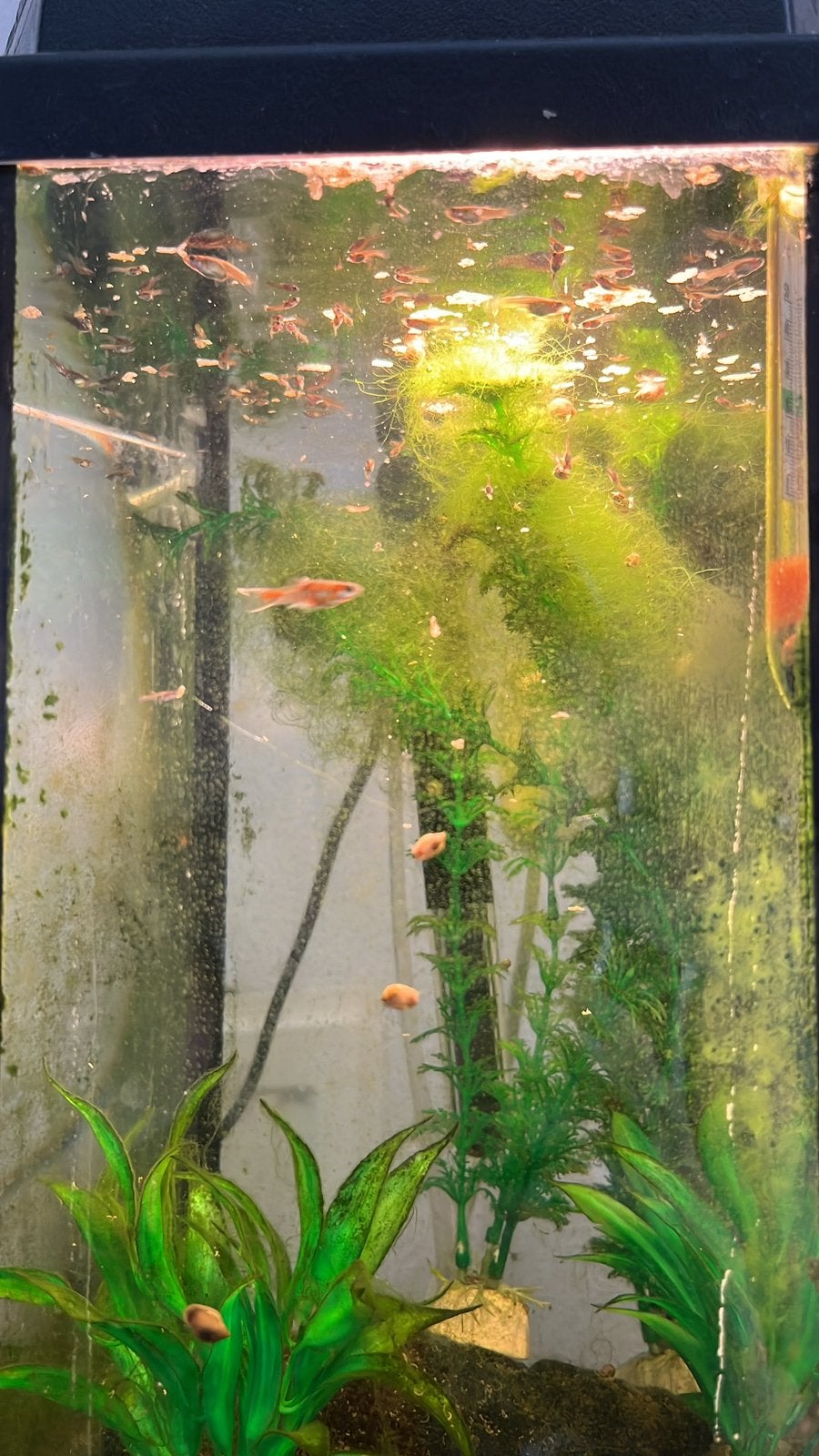Jonge guppen. Mannen, vrouwen en jonkies., Dieren en Toebehoren, Vissen | Aquariumvissen, Vis