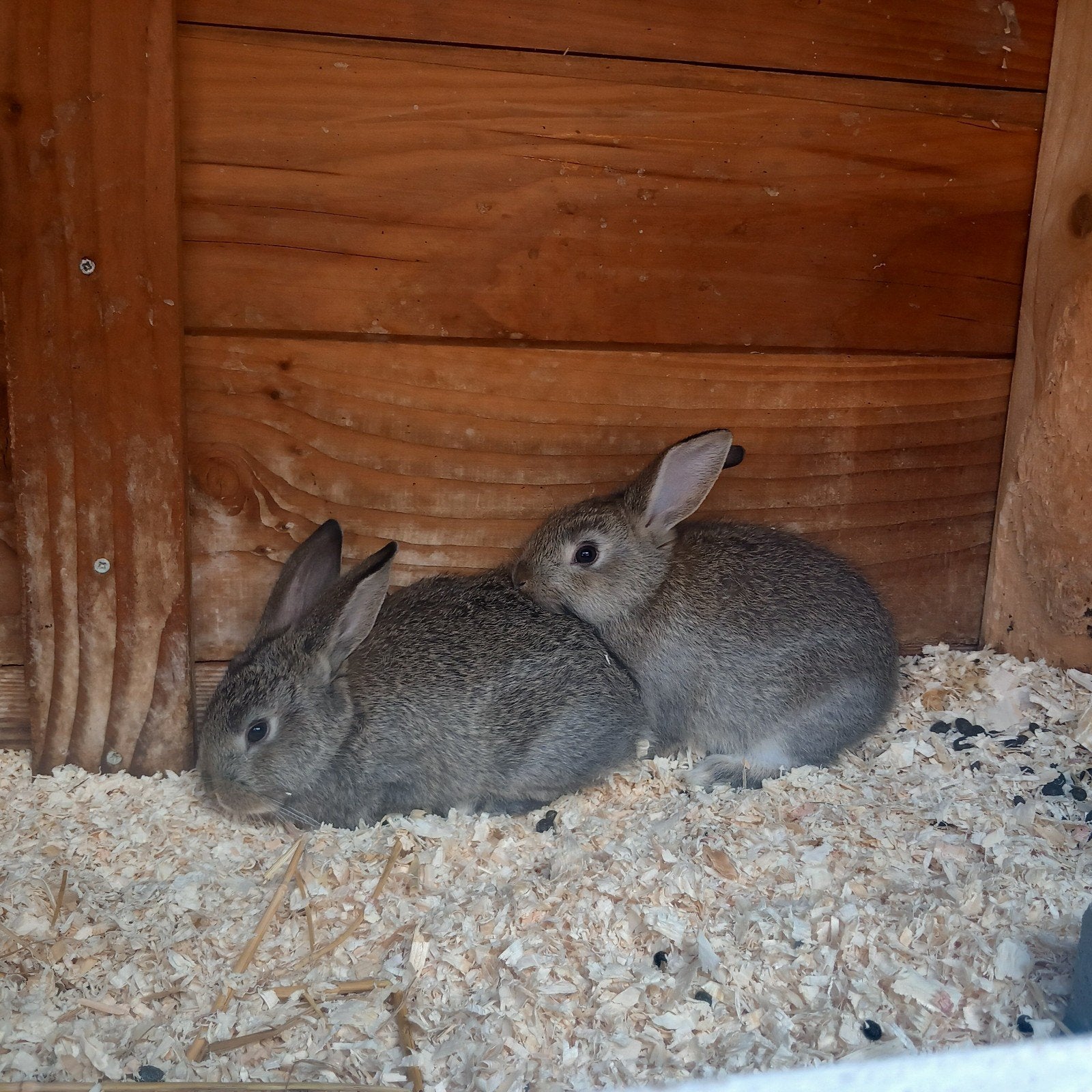 2 rammetjes, Mannelijk, Dwerg