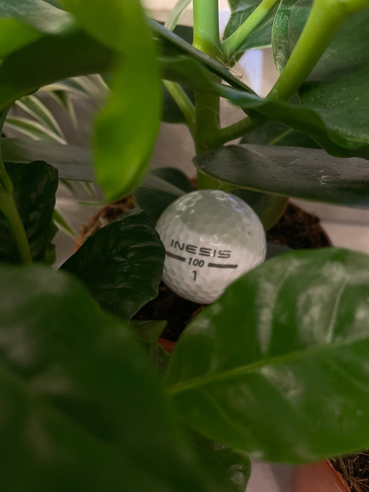 Inesis golfbal, Ophalen, Gebruikt, Bal(len), Overige merken