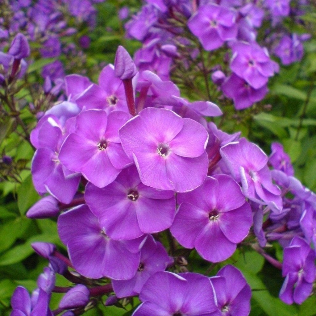 Zaden Phlox paars, Verzenden, Volle zon