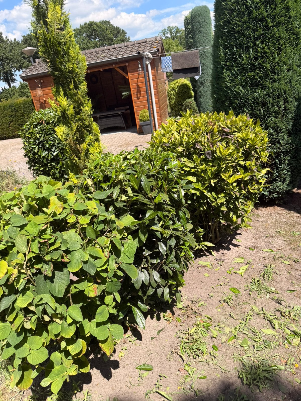 Verschillende struiken, Tuin en Terras, Ophalen, Overige soorten, 100 tot 250 cm