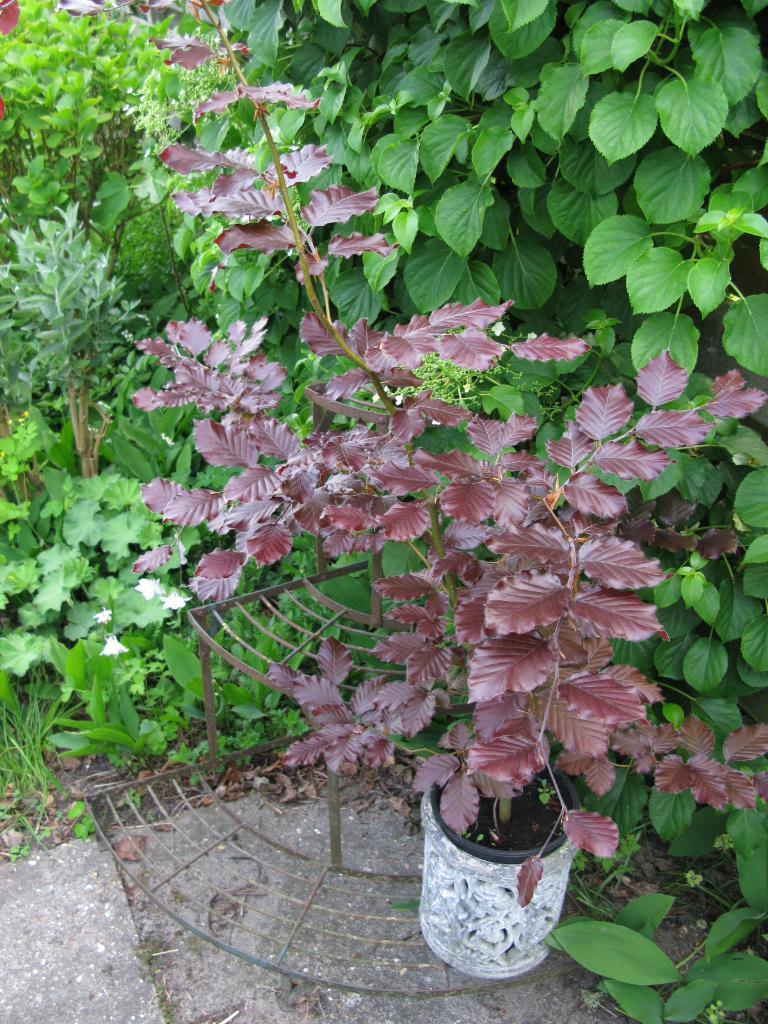 Beuk roodbladig,  rode beuk, Fagus sylvatica, Tuin en Terras, Ophalen, Halfschaduw, Overige soorten, Lente