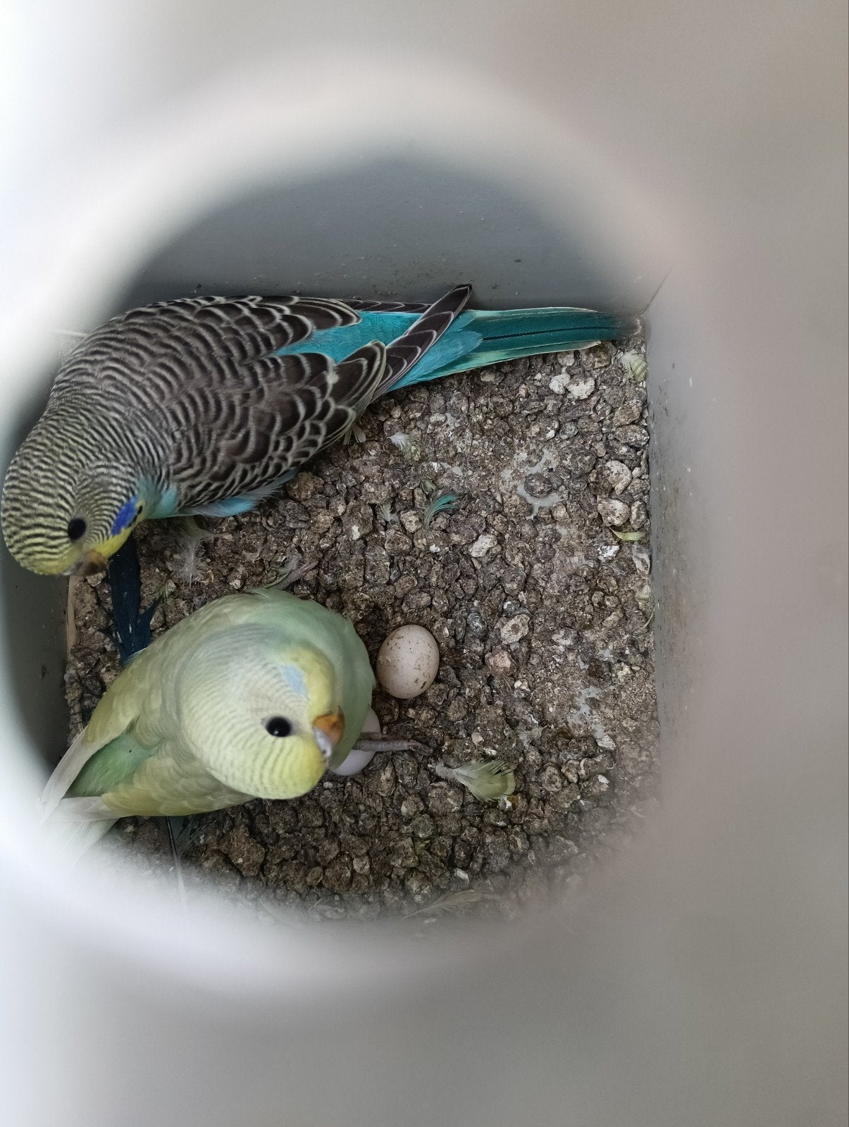 parkieten te koop, Dieren en Toebehoren, Vogels | Parkieten en Papegaaien, Meerdere dieren, Parkiet