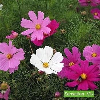 Cosmea Sensation mix, Tuin en Terras, Bloembollen en Zaden, Zaad, Voorjaar, Volle zon, Ophalen of Verzenden