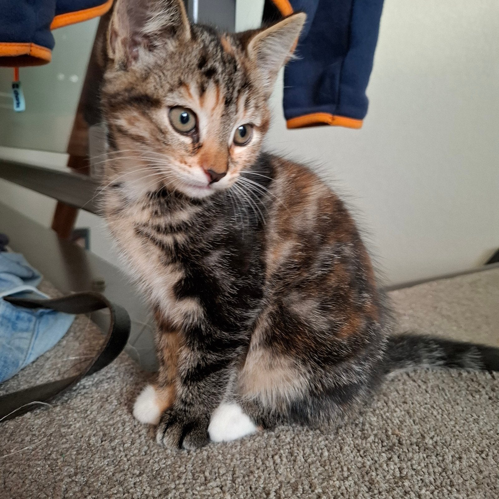 kitten, Dieren en Toebehoren, Poes, Ontwormd, 0 tot 2 jaar