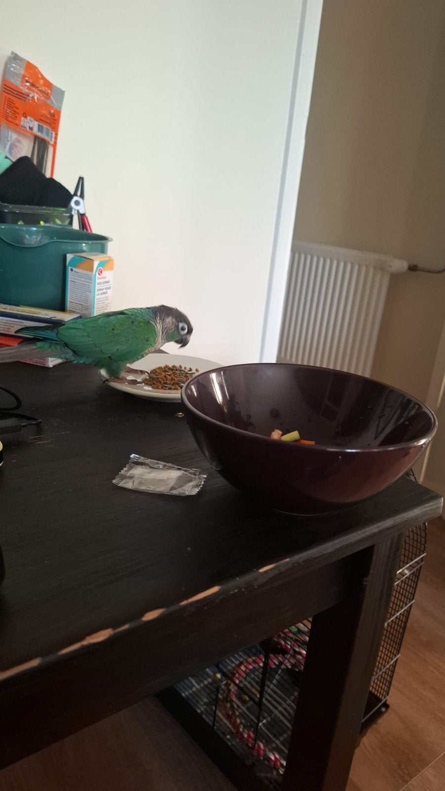 VERMIST PYHURRA, Dieren en Toebehoren, Vogel