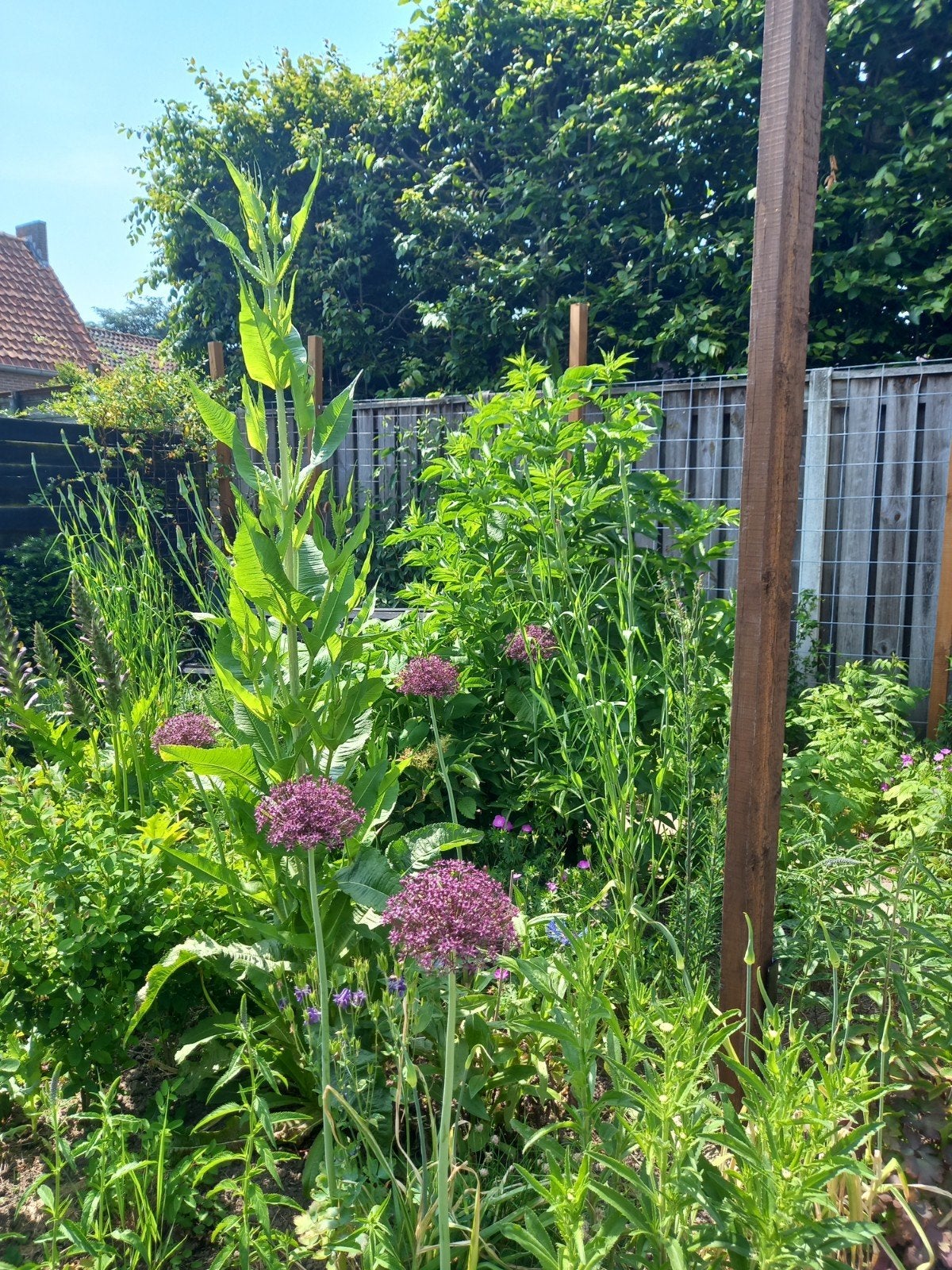 Kaardebol plantjes in p9 potje, Tuin en Terras, Ophalen, Overige soorten, Volle zon