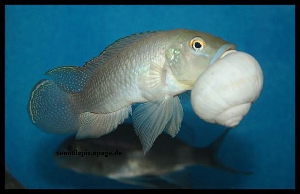 lamprologus callipterus jongen, Dieren en Toebehoren, Vissen | Aquariumvissen, Vis