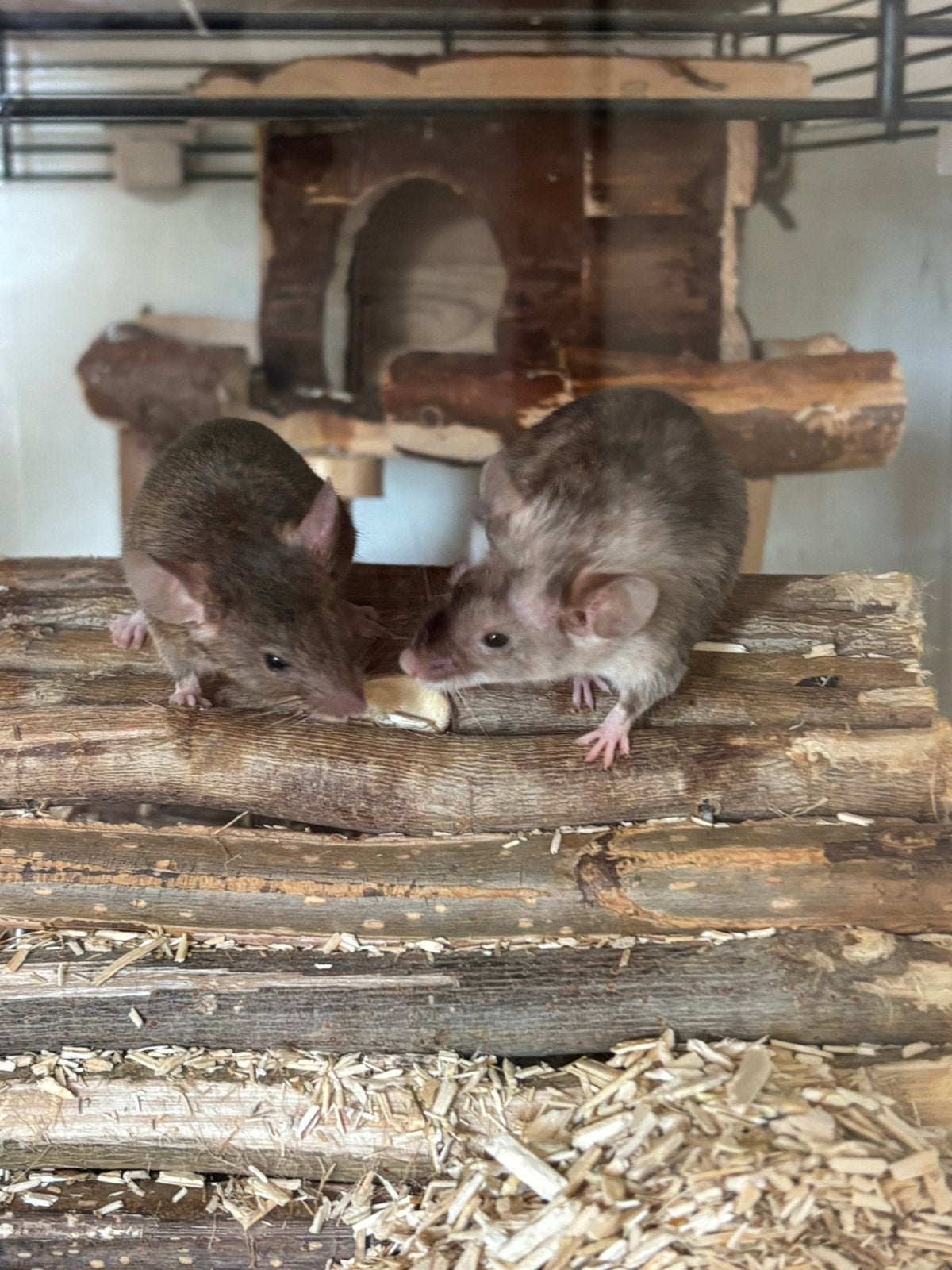 2 schattige muisjes in volledig en royaal gevuld hok, Maart, Vrouwelijk, Muis
