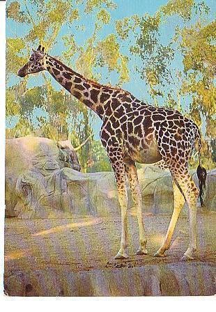 Ansichtkaart	Giraffe, Verzenden, 1960 tot 1980, Gelopen, Wild dier