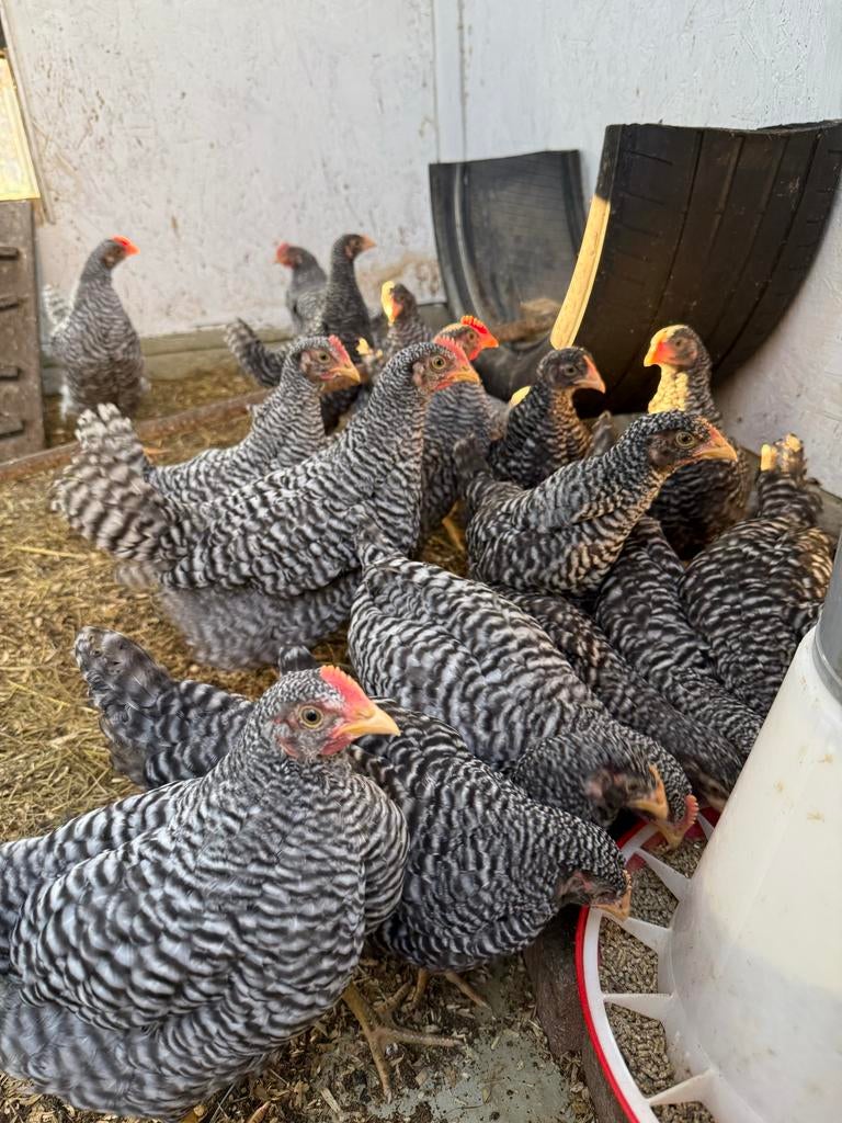 Jonge tamme amrock groot hanen., Dieren en Toebehoren, Pluimvee, Mannelijk, Kip