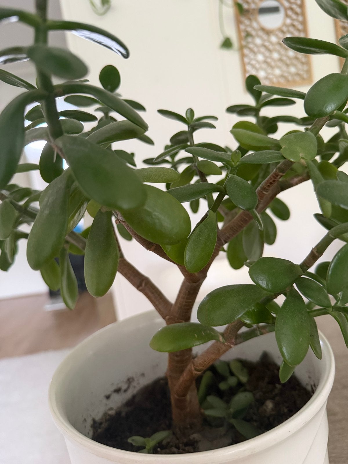 Jadeplant / Geldboom met witte porseleinen pot, Ophalen, Vetplant, Halfschaduw, In pot