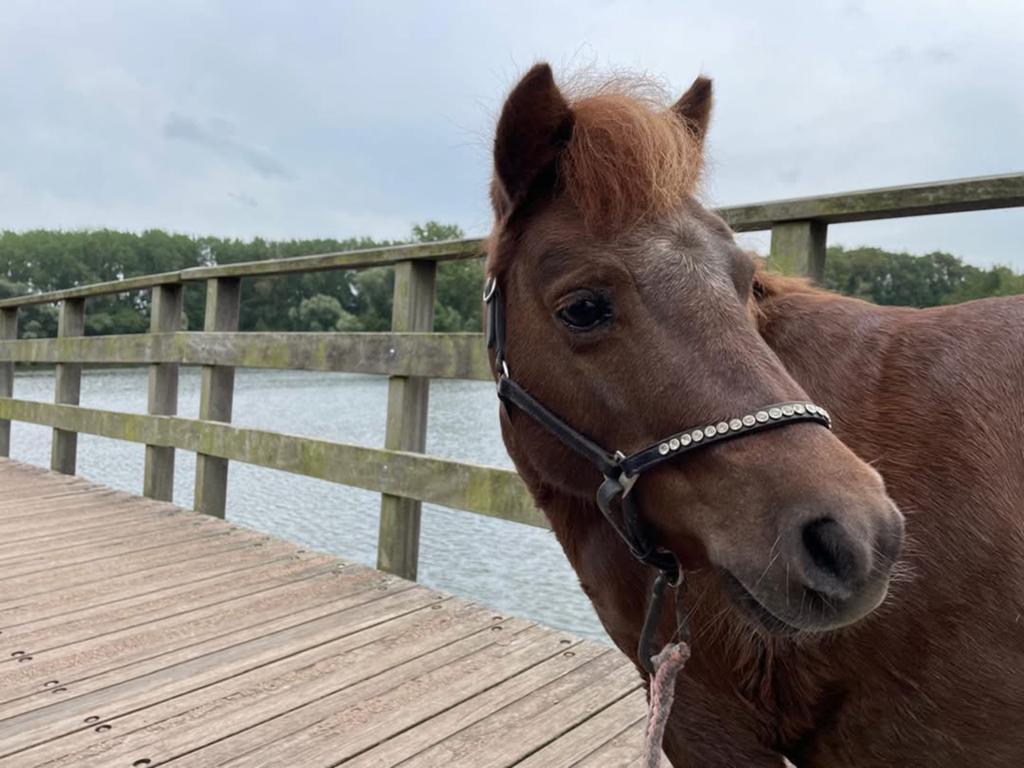 Mini shetlander, Merrie, A pony (tot 1.17m), Gechipt, Onbeleerd