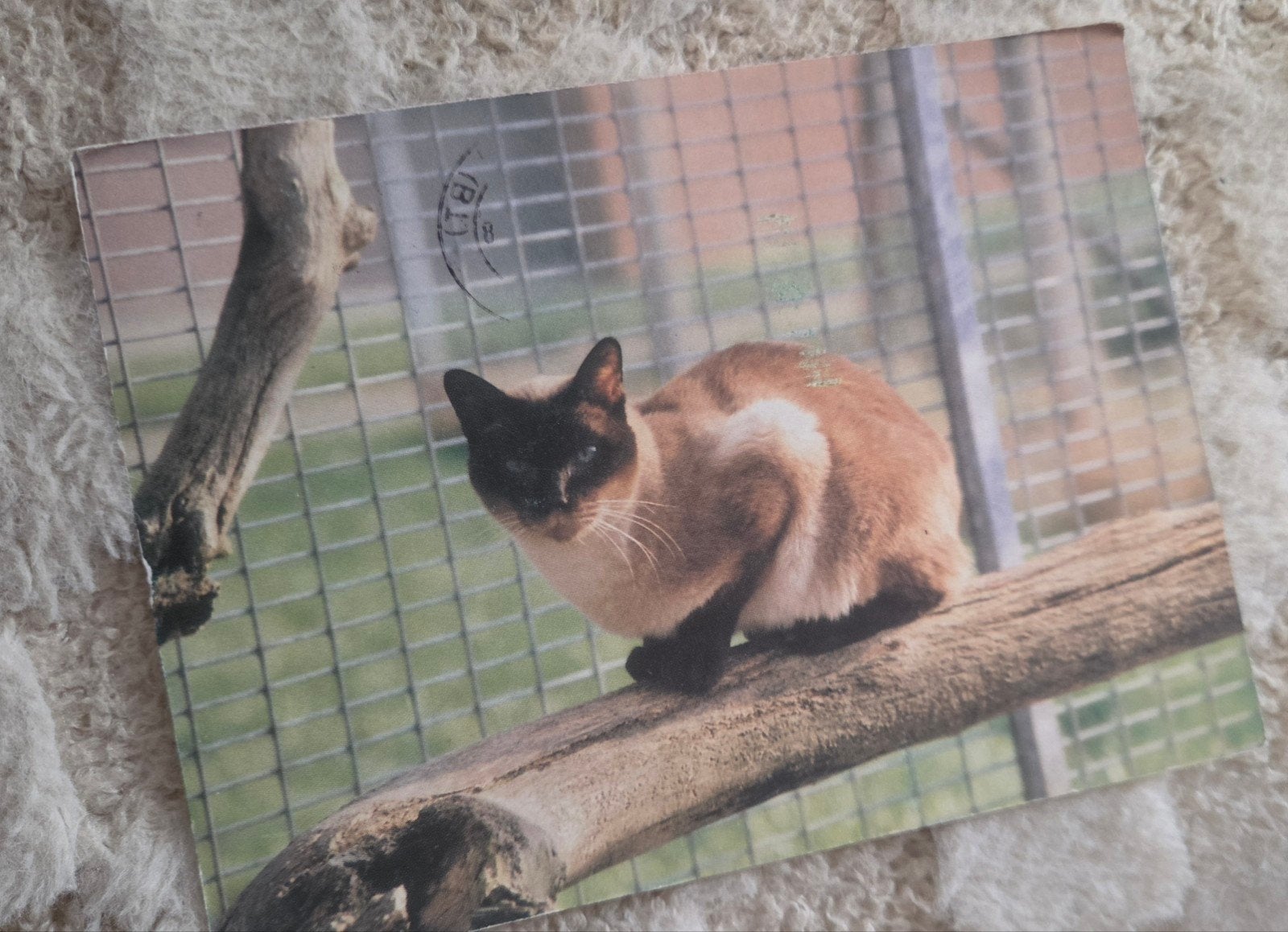 Oude postkaart met Siamese kat, gestempeld 1985, Verzenden, 1980 tot heden, Gelopen, Hond of Kat
